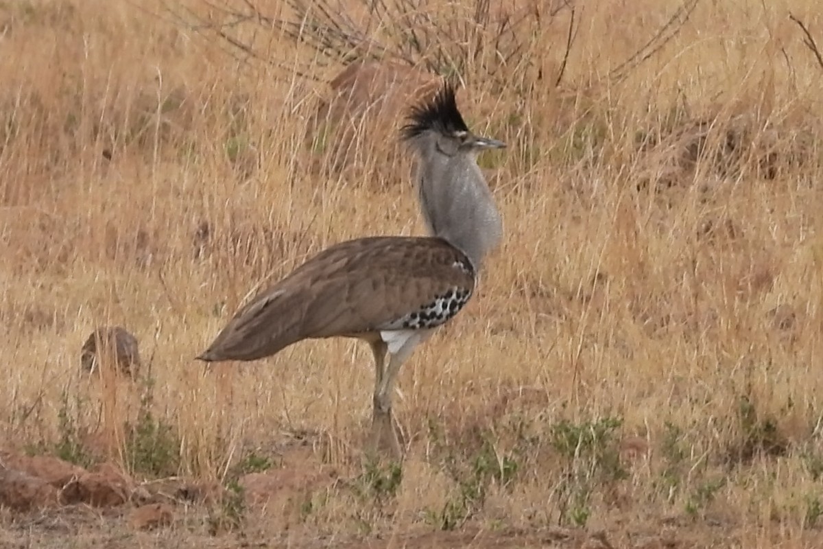 Kori Bustard - ML628915203