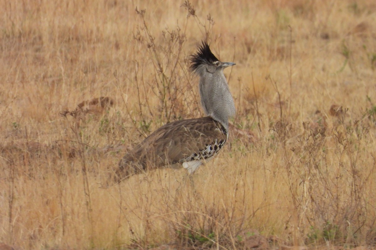 Kori Bustard - ML628915204