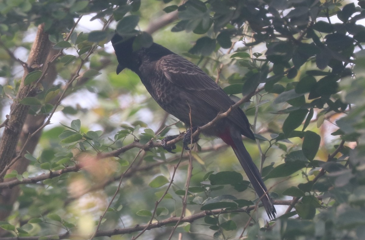 Red-vented Bulbul - ML628915287