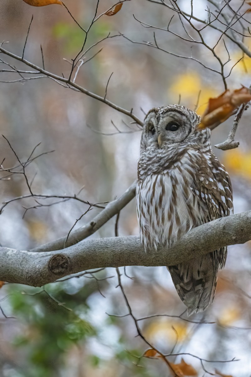 Barred Owl - ML628915371