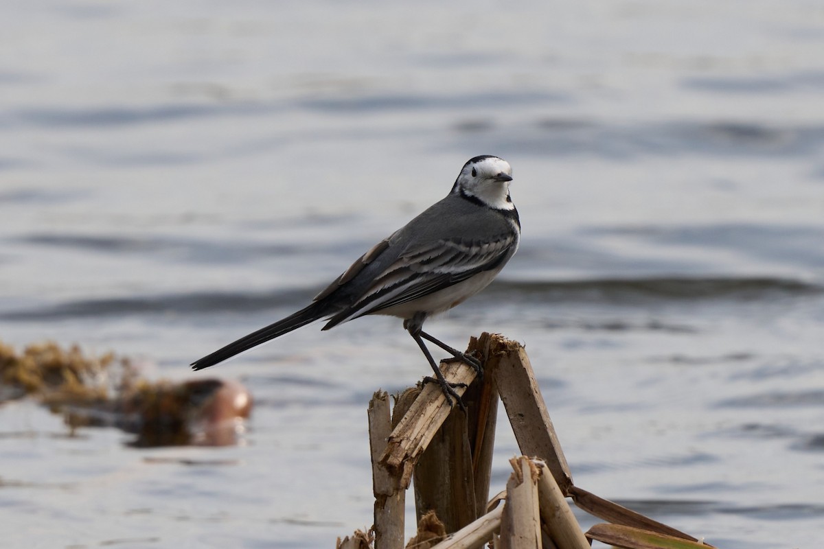 White Wagtail - ML628915452