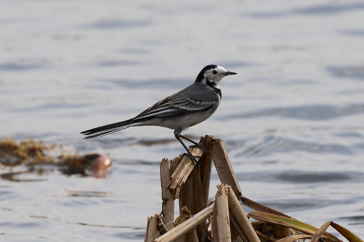 White Wagtail - ML628915453