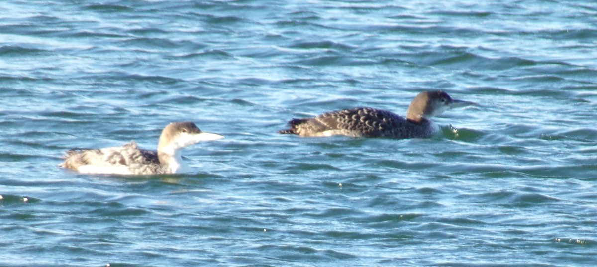 Common Loon - ML628915532