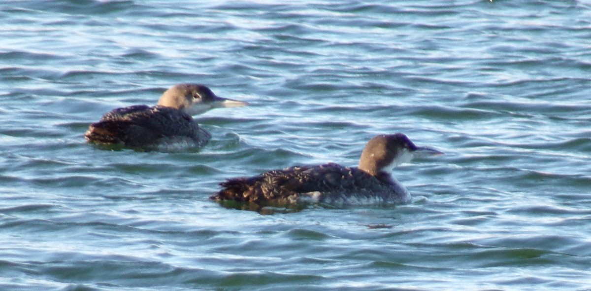 Common Loon - ML628915537