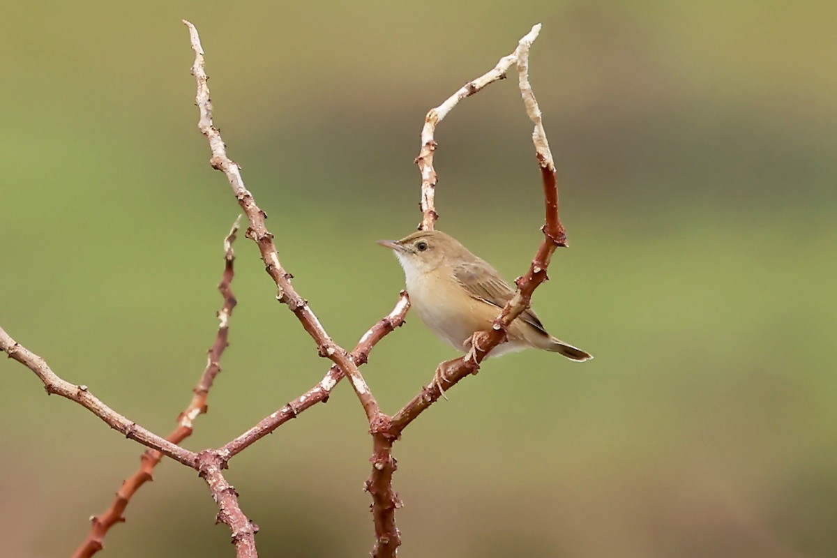 Teke Cisticola (undescribed form) - Phillip Edwards