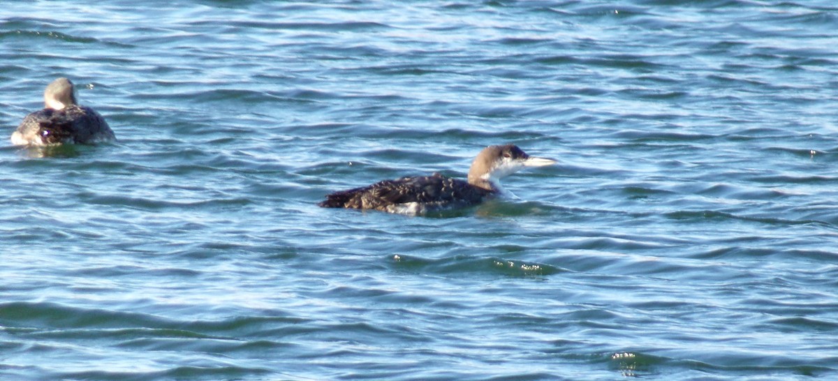 Common Loon - ML628915542