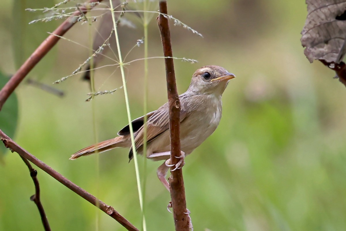 Tinkling Cisticola - ML628915571