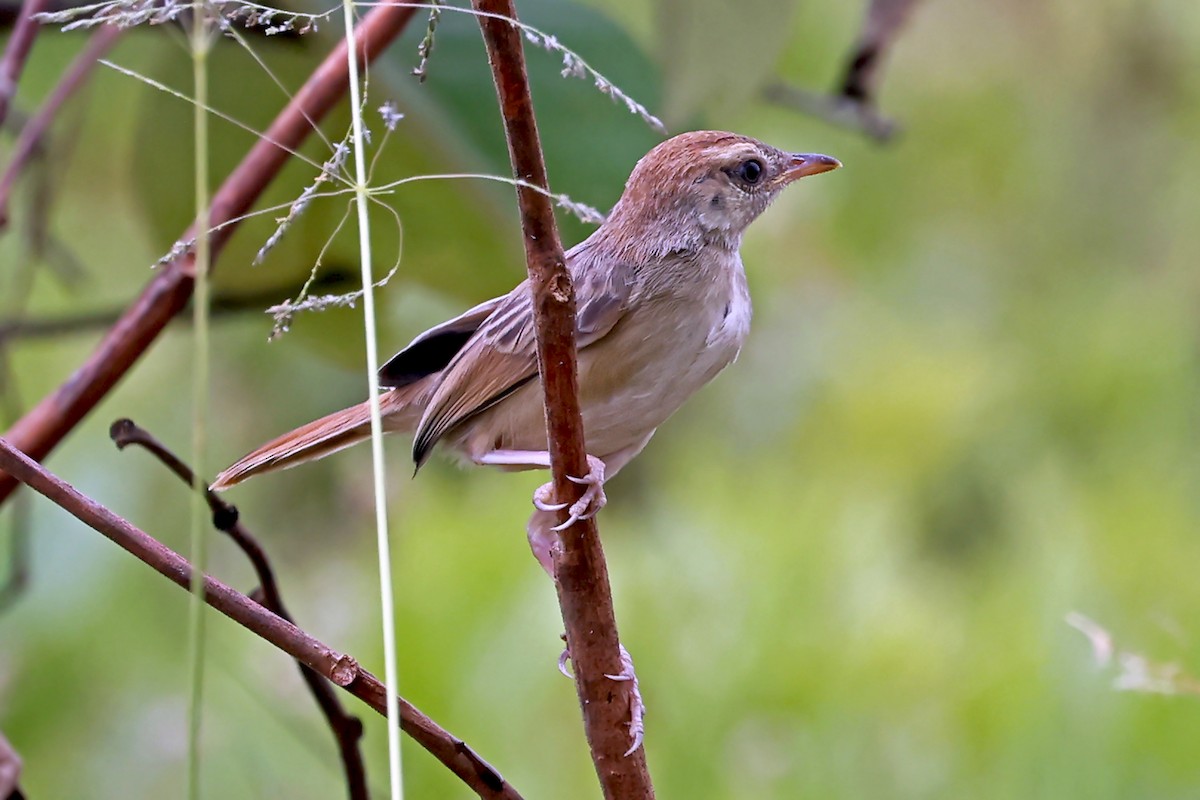 Tinkling Cisticola - ML628915573