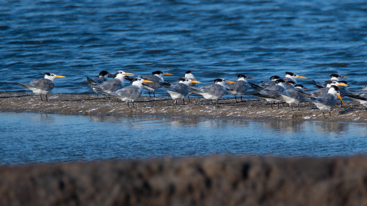 Lesser Crested Tern - ML628915712