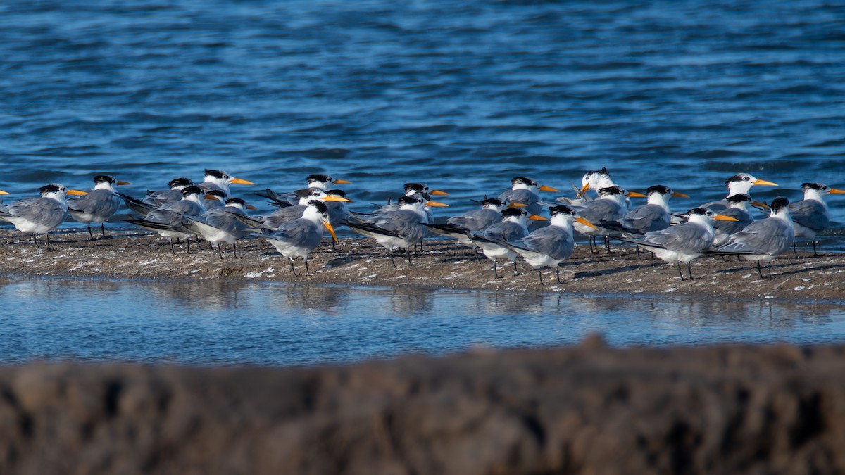 Lesser Crested Tern - ML628915713