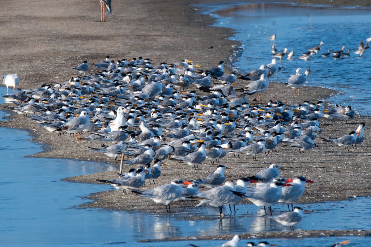 Lesser Crested Tern - ML628915714