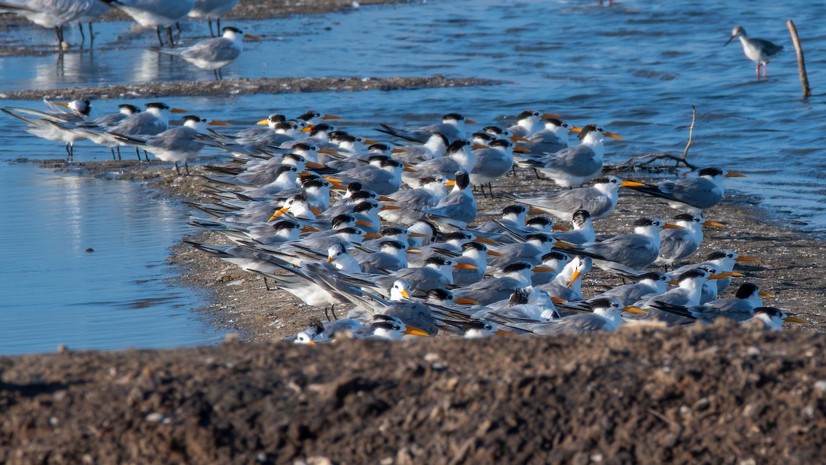 Lesser Crested Tern - ML628915715