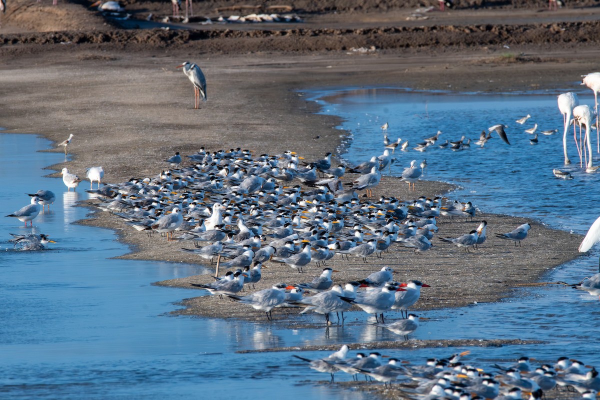 Lesser Crested Tern - ML628915716