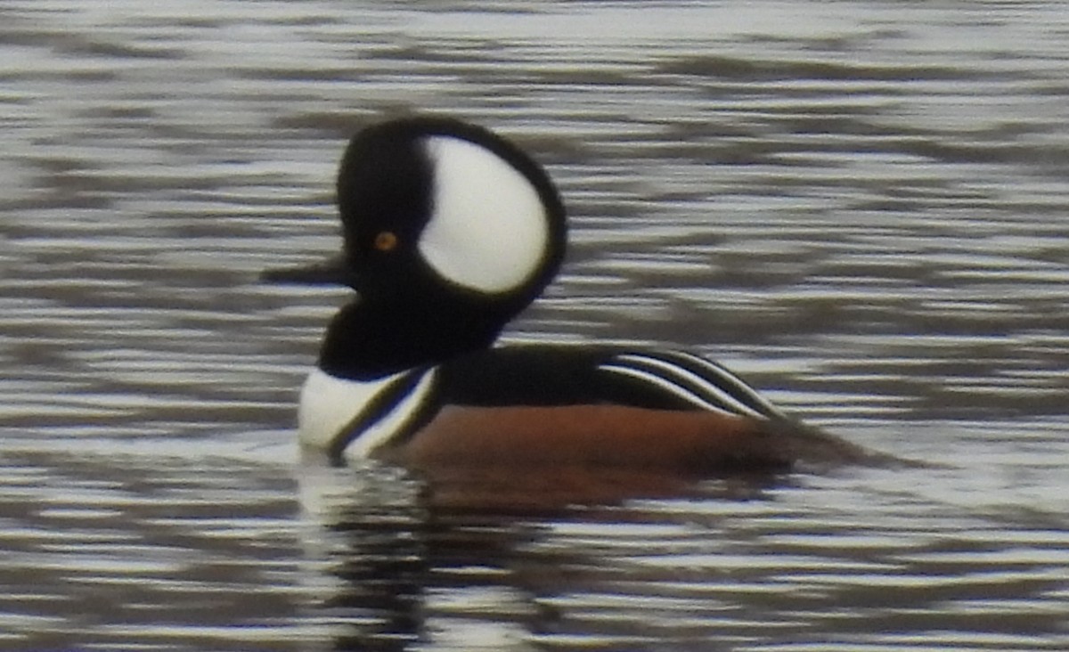 Hooded Merganser - ML628915725