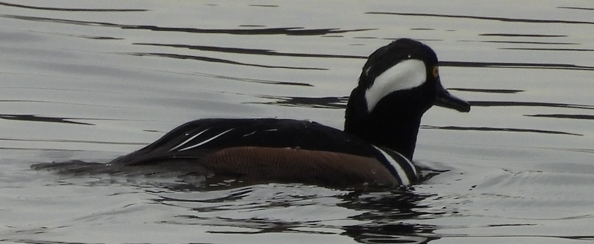 Hooded Merganser - ML628915727