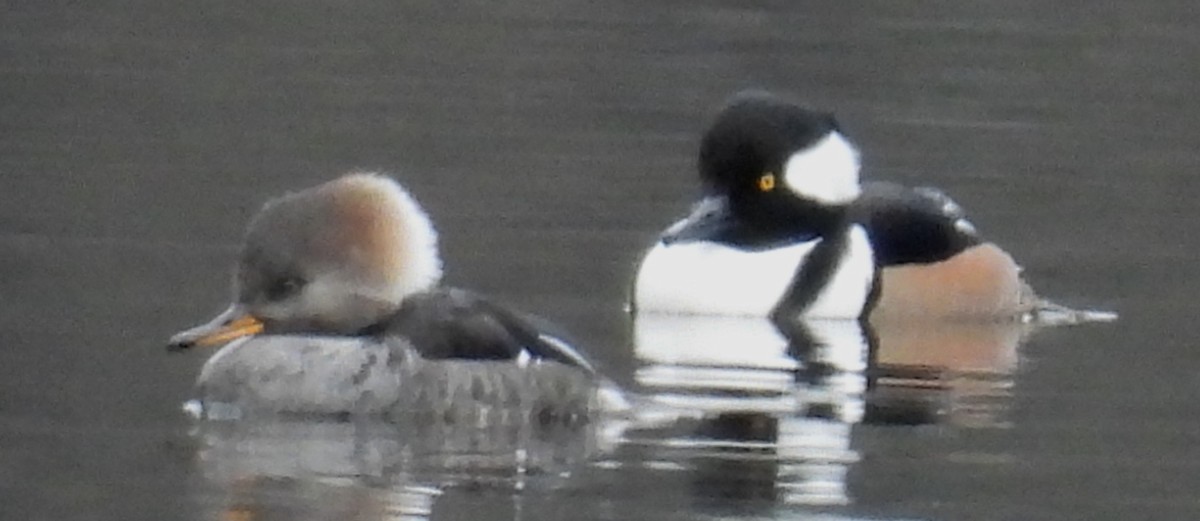 Hooded Merganser - ML628915728