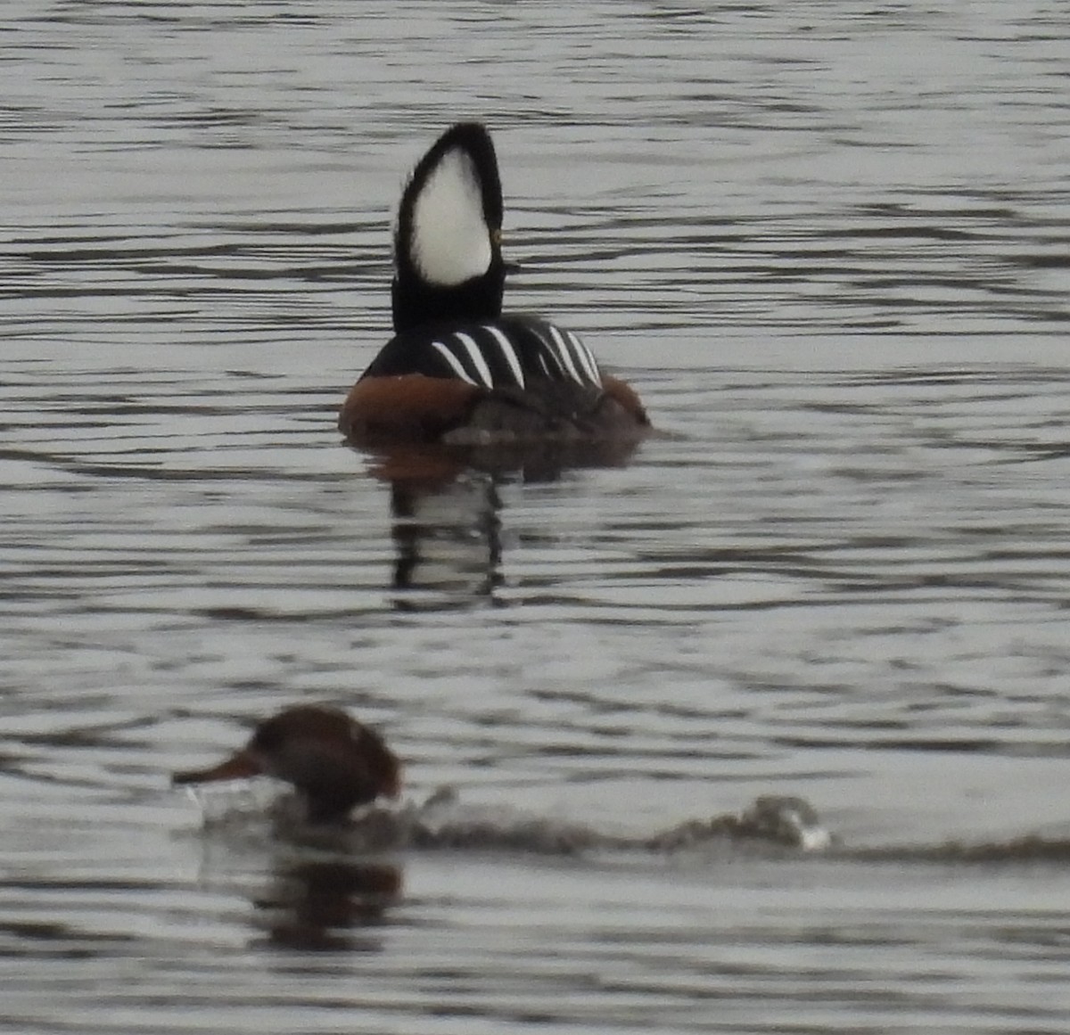 Hooded Merganser - ML628915730