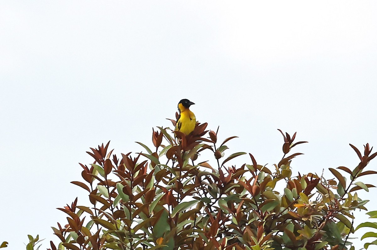 Black-chinned Weaver - ML628915731