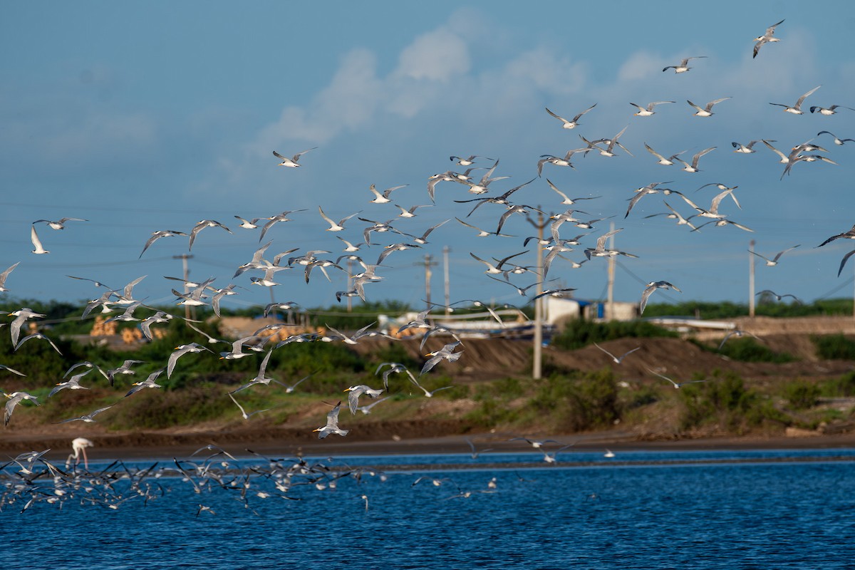 Lesser Crested Tern - ML628915734