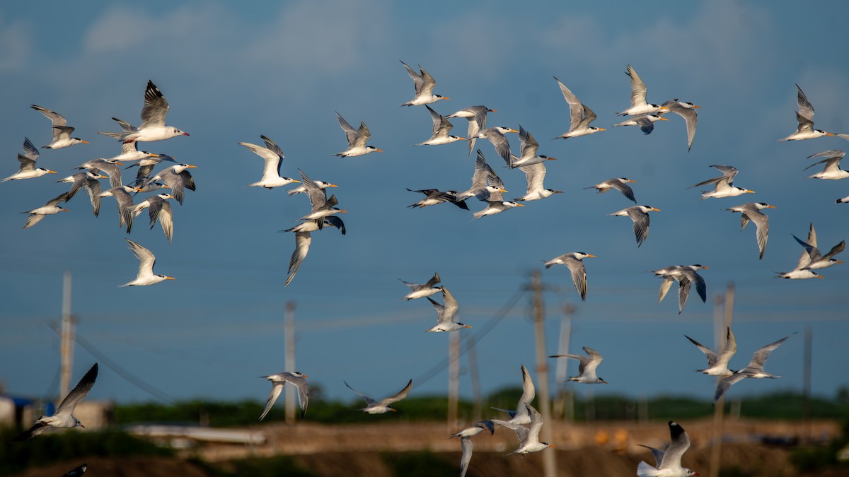 Lesser Crested Tern - ML628915735