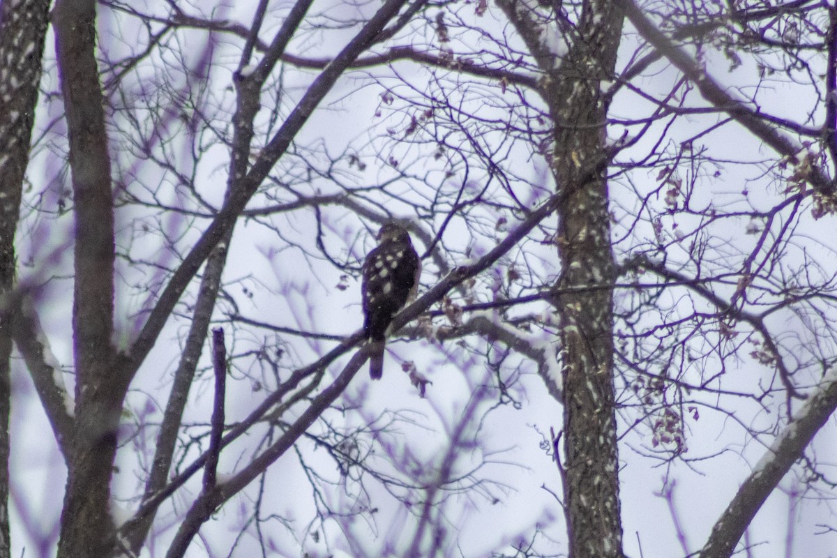 Sharp-shinned Hawk - ML628915793