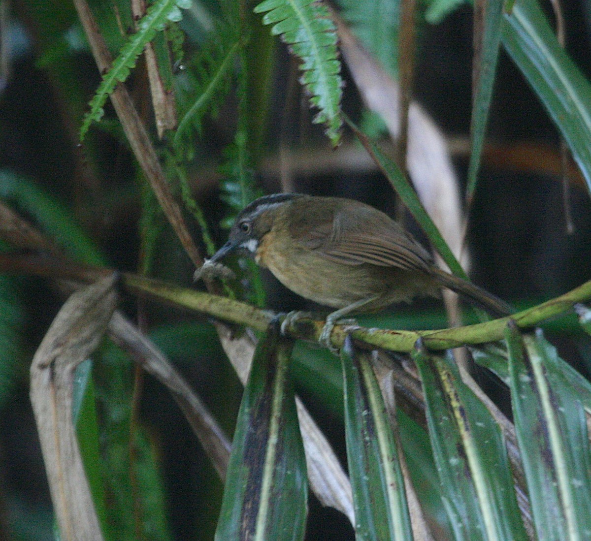 Gray-throated Babbler - ML628916014