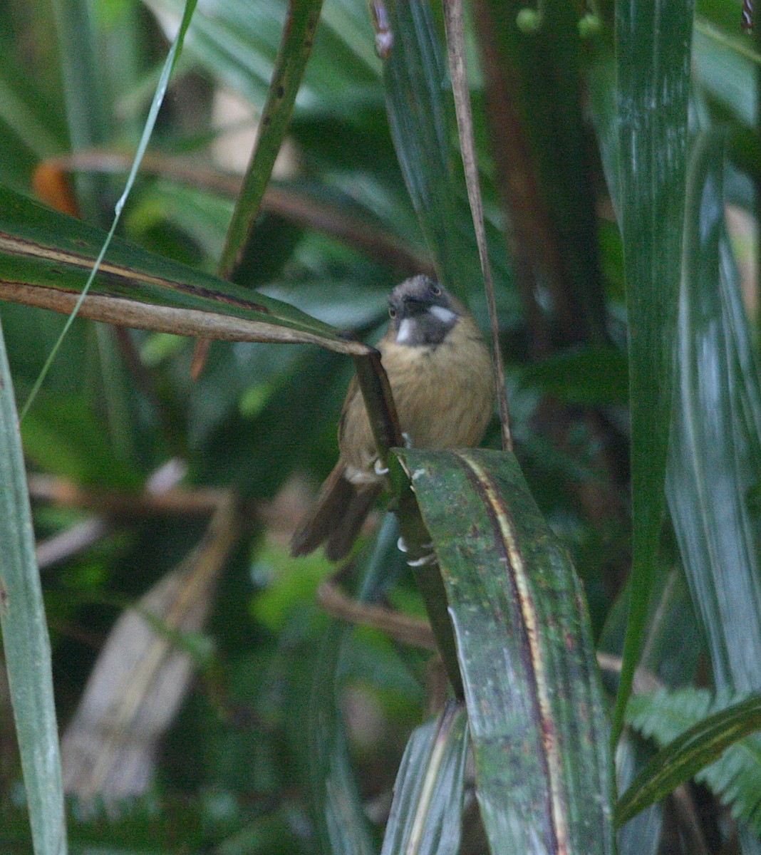 Gray-throated Babbler - ML628916015