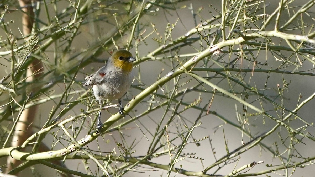 Verdin - ML628916062