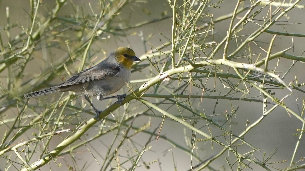 Verdin - ML628916069