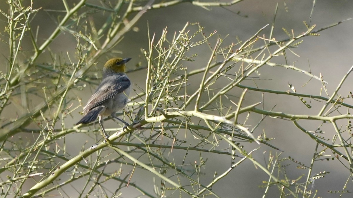 Verdin - ML628916071