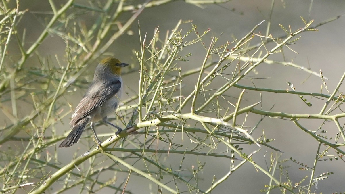 Verdin - ML628916079