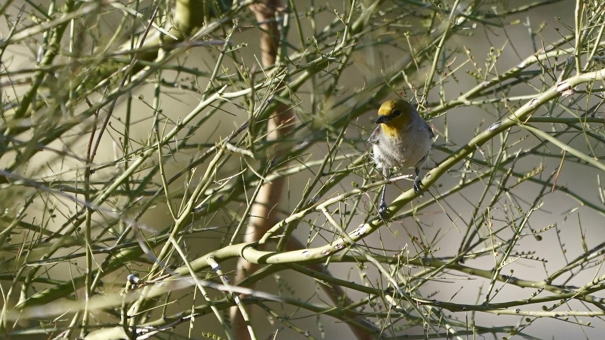 Verdin - ML628916082