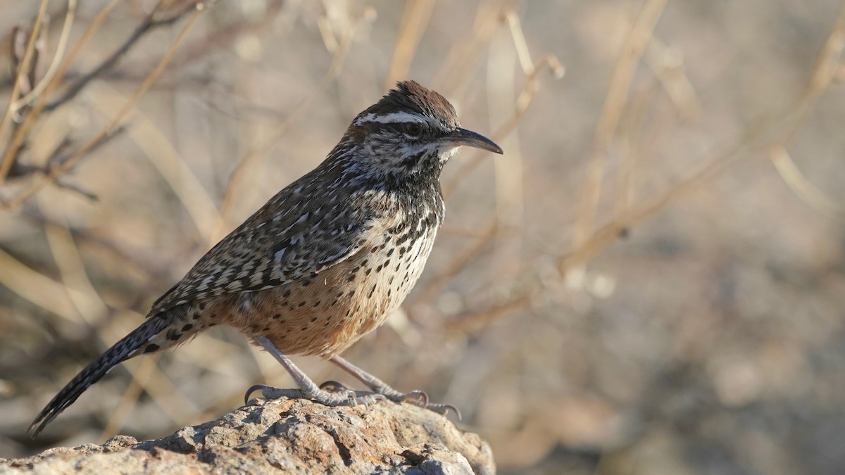 Cactus Wren - ML628916117