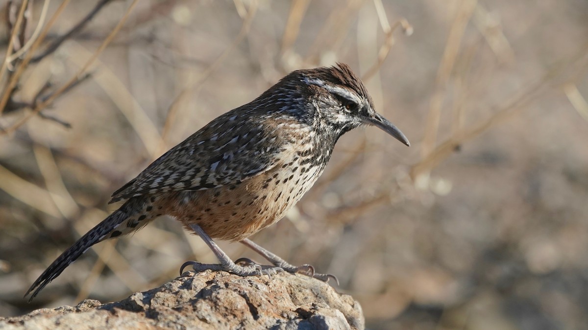 Cactus Wren - ML628916121