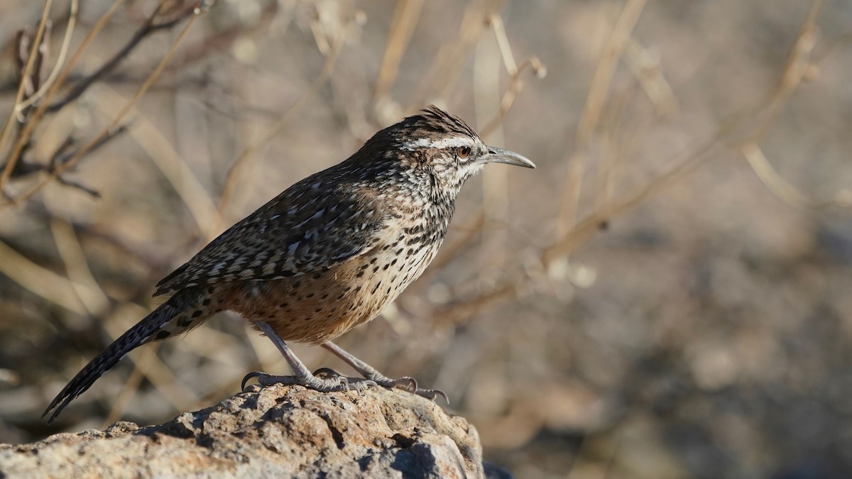 Cactus Wren - ML628916123