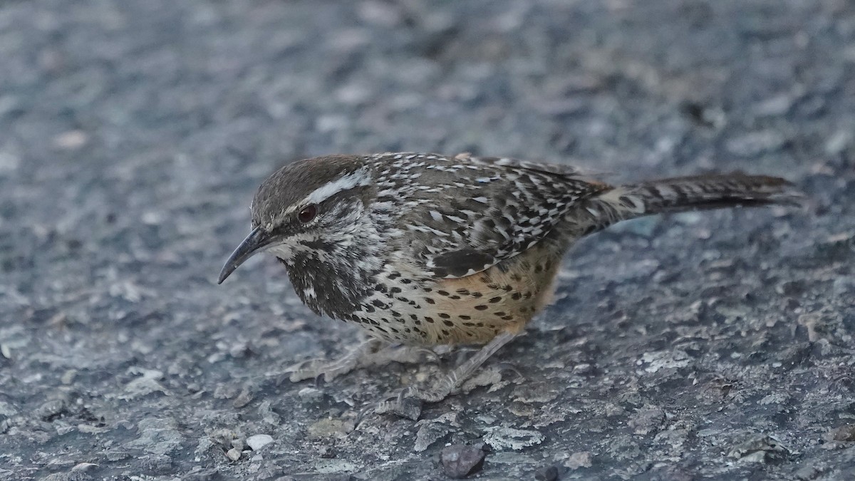Cactus Wren - ML628916125