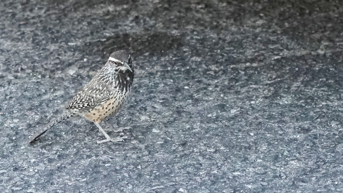 Cactus Wren - ML628916130