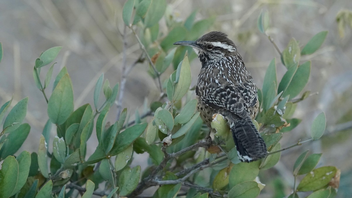 Cactus Wren - ML628916131