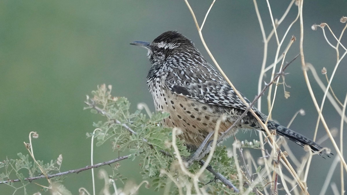 Cactus Wren - ML628916132