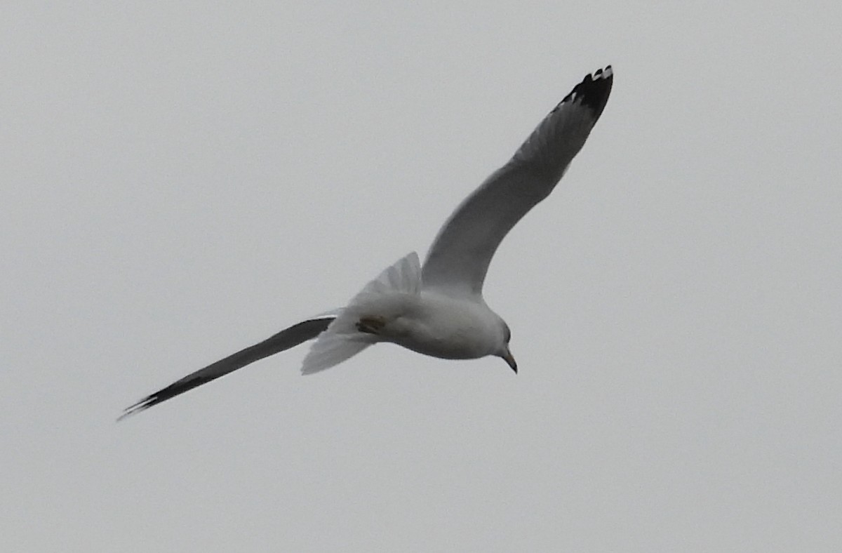 Ring-billed Gull - ML628916217