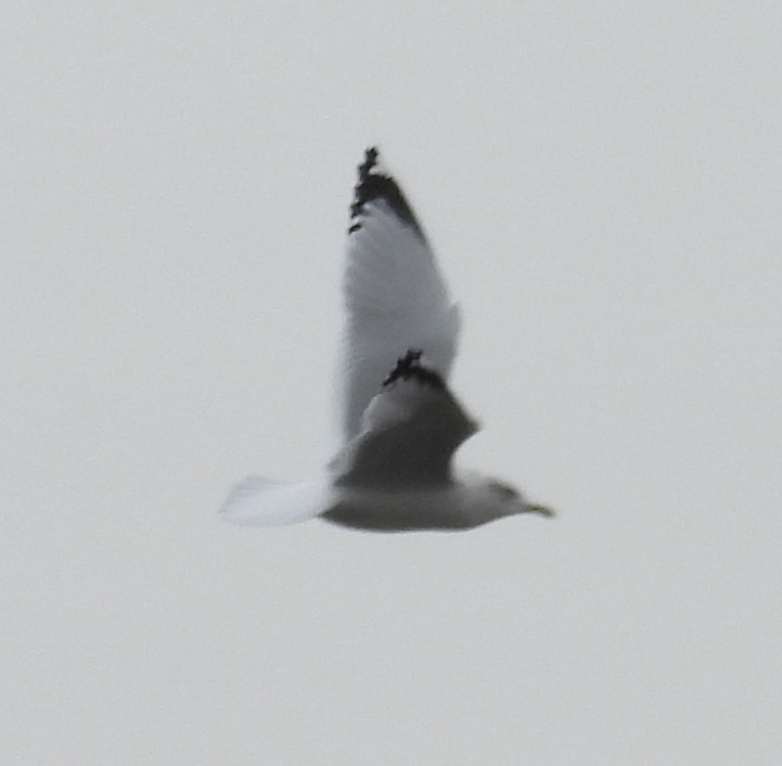 Ring-billed Gull - ML628916218