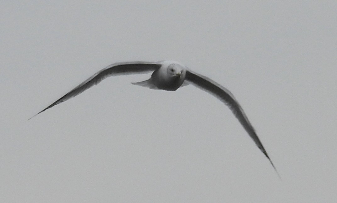 Ring-billed Gull - ML628916219