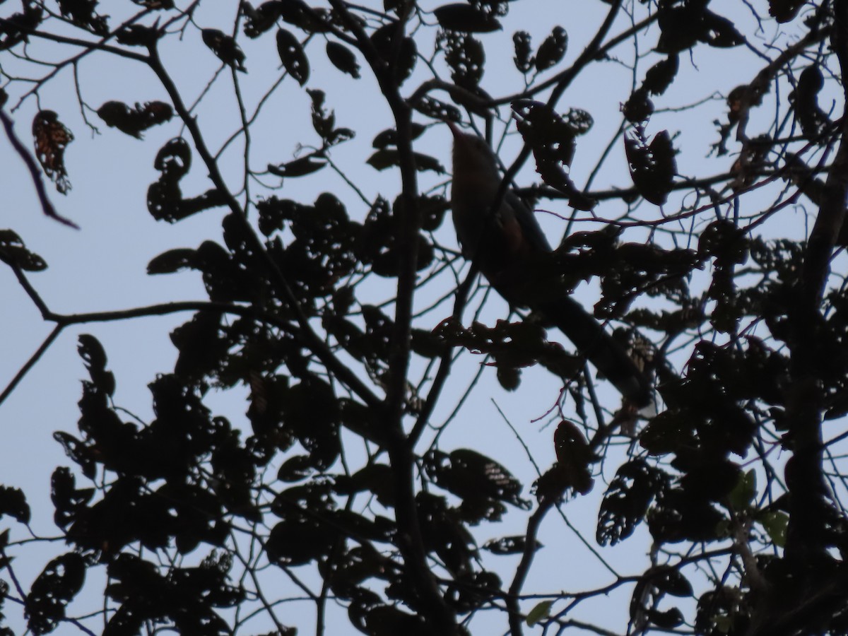 Red-billed Malkoha - ML628916240