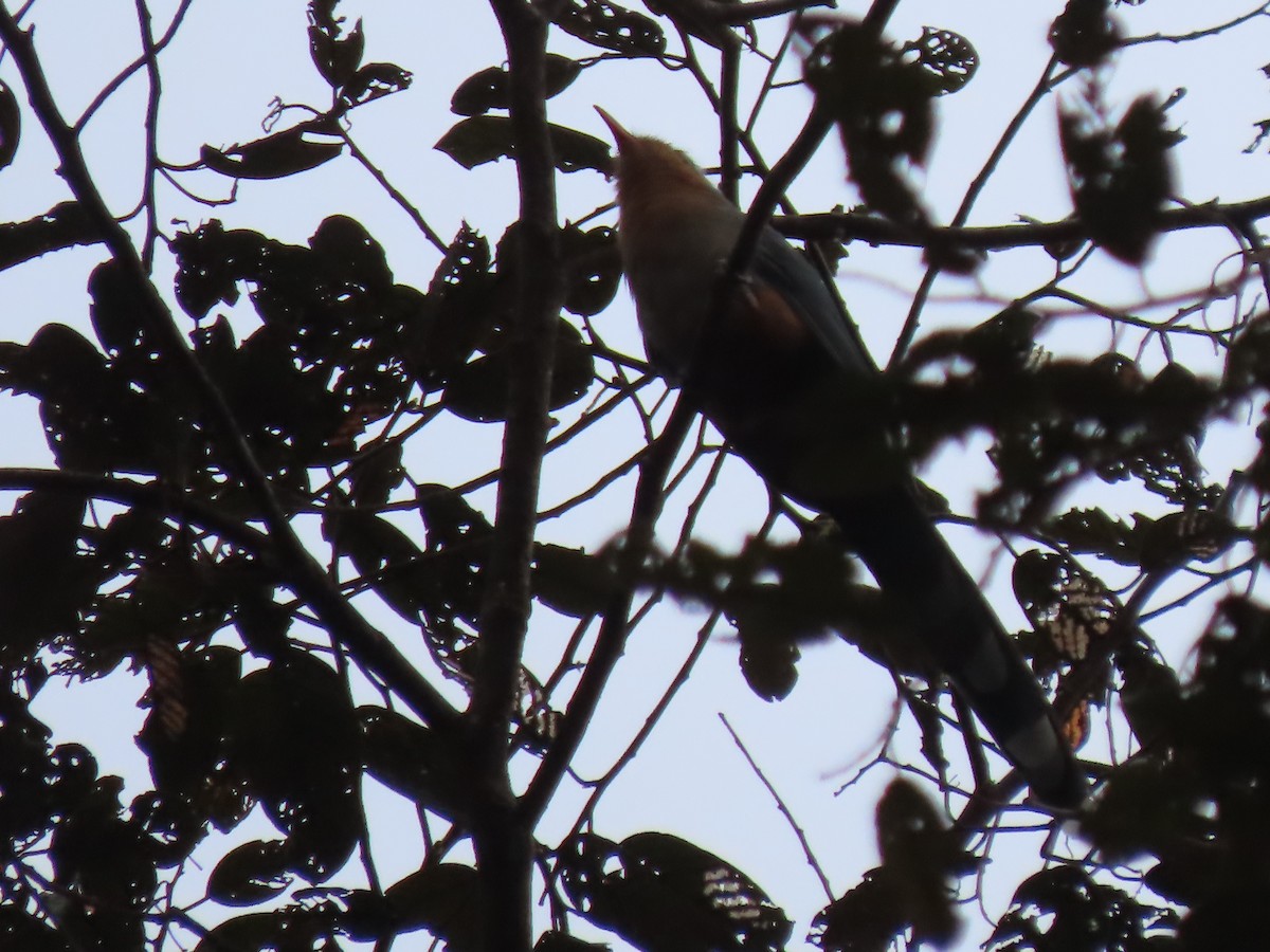 Red-billed Malkoha - ML628916241