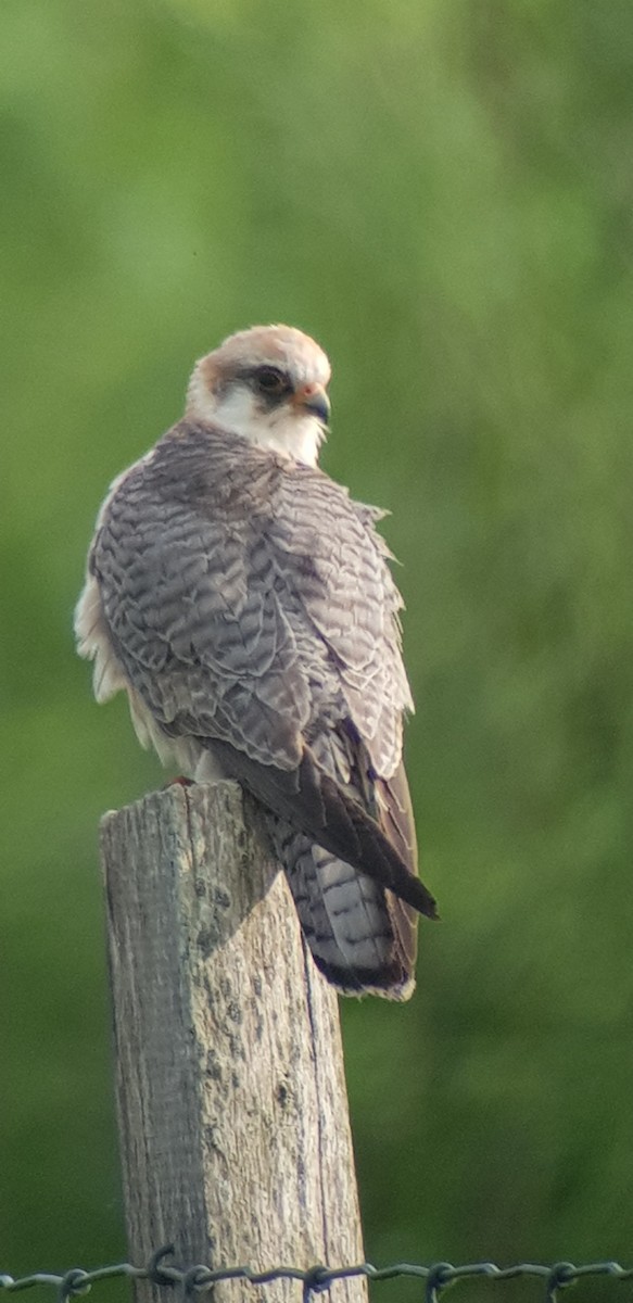 Falco cuculo - ML628916284