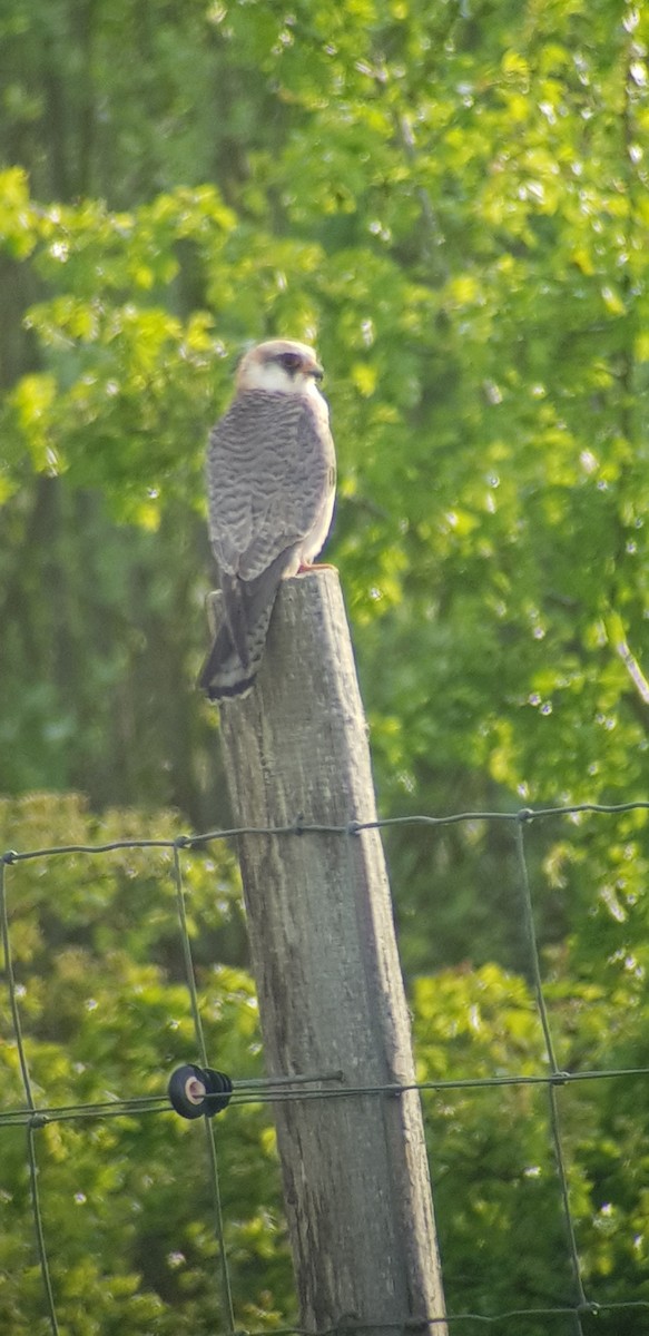 Falco cuculo - ML628916285