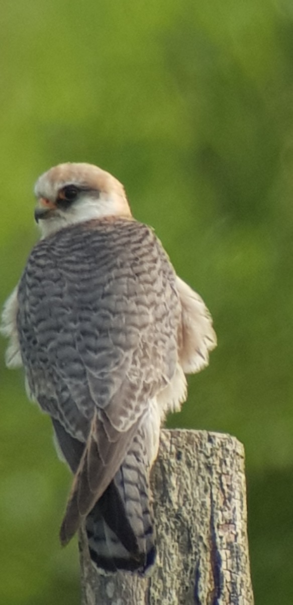 Falco cuculo - ML628916286