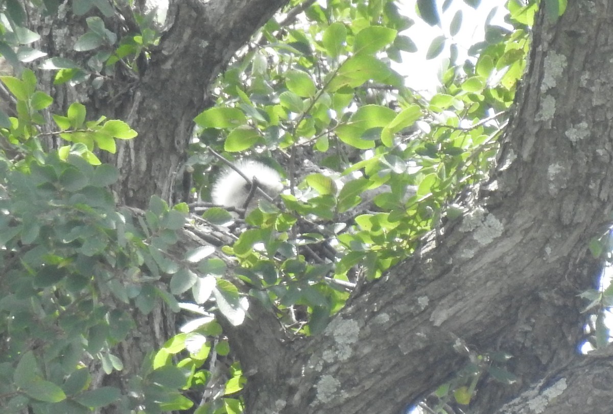 Swainson's Hawk - ML62891631