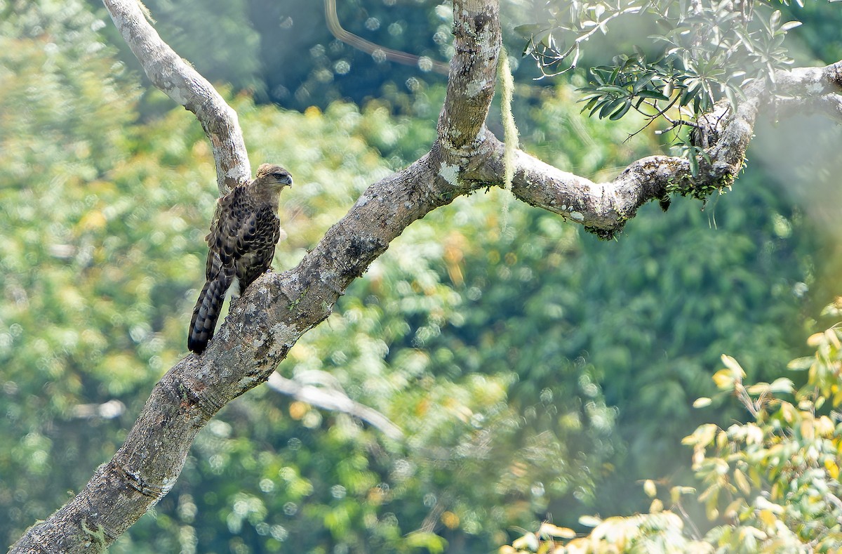 New Guinea Eagle - ML628916485