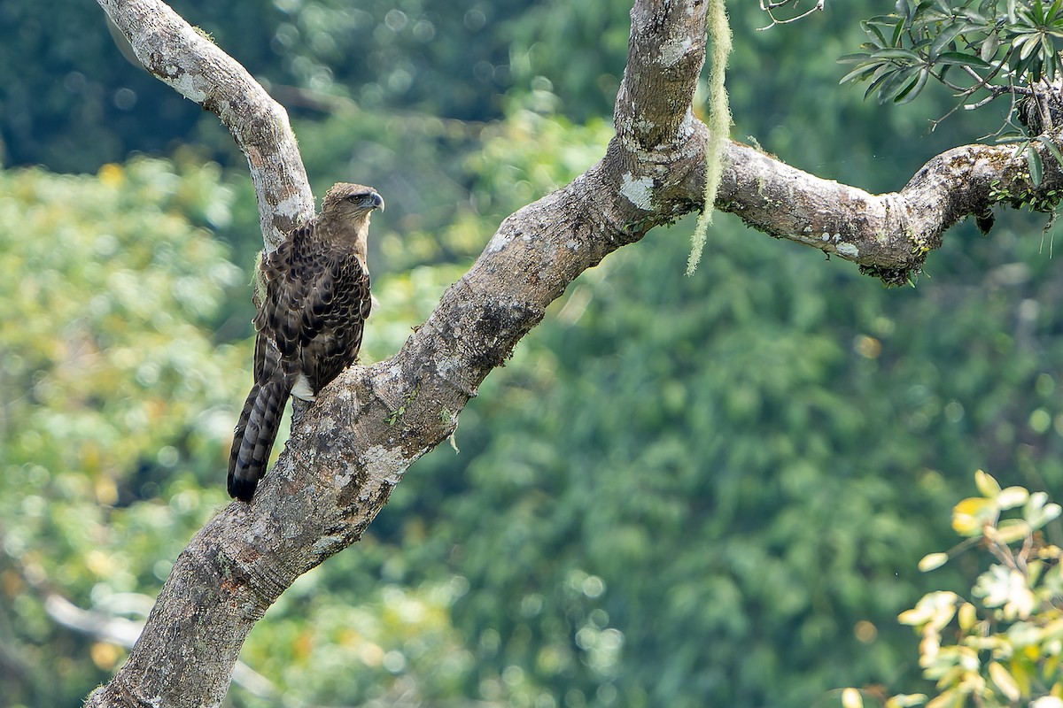 New Guinea Eagle - ML628916486